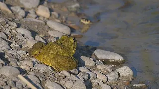 Snakes hunting frogs / Cobras caçando rãs / Schlangen auf der Jagd nach Fröschen