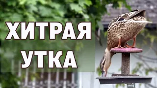 Хитрая утка, серьёзный кот