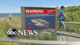 New warning about sharks amid new attacks l ABC News