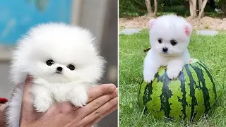 Funny and Cute Pomeranian Videos The Funniest Baby Pomeranian Videos Cute Animal Moments Part 28