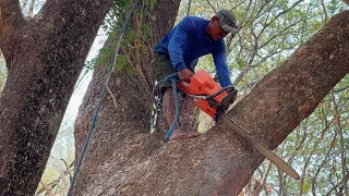 Very dangerous !! Cut down 2 old trembesi trees, Stihl ms881 & Husqvarna 395xp chainsaw.