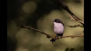 Pied Flycatchers