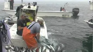 CASTNETTING Mullet Dec 09 2009