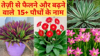 Easy & low maintenance plant इतने सारे हो जाते है एक पौधे से की,आप लगते थक जायेंगे पर ख़तम नहीं होंगे