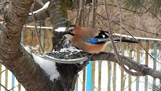 What does a jay look for when there is a lot of food nearby?