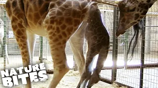 Giraffe Dad Helps With Difficult Birth | The Secret Life of the Zoo | Nature Bites