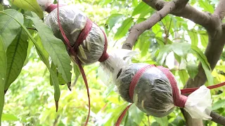 Home gardening easy method air layering/airlayering grafting method best for home gardening #viral