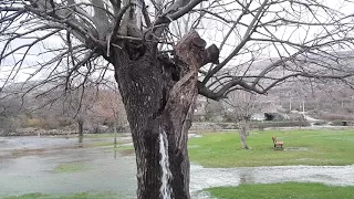 Amazing! Water gushing from a tree in Montenegro!