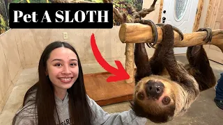 Sloth Encounter at Summerfield Farm & Zoo