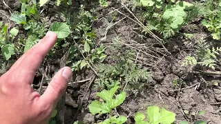 Міжряддя в горіховому саду. Покривні культури. Город для лінивих - посів.