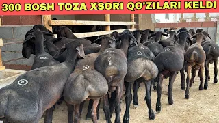 300 BOSH N1 QO'ZILAR KELDI NARXLAR YANA ARZONLADI