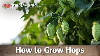 How To Grow Hops