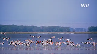 На озеро Накуру в Кении вернулись фламинго