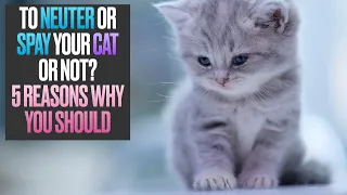 To Neuter or Spay Your Cat or Not? 5 Reasons Why You Should