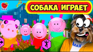 СЕМЕЙКА ПИГГИ ПРОТИВ МАКСА! СОБАКА ИГРАЕТ! (Piggy Neighbor! Свинка Пеппа и семейка) Валеришка Макс