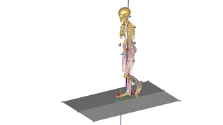 Human gait and motion analysis using the lower extremity model in AnyBody for a normal walking