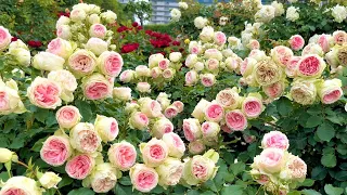 【4K】京成バラ園（千葉県） 2023年5月22日 Keisei Rose Garden