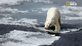 L'ours polaire, le plus grand chasseur terrestre