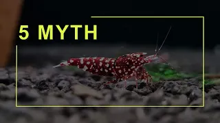 Caridina Shrimps 5 Myth