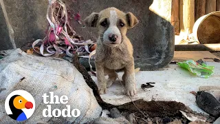 Tiny, Mangey Puppy Found On The Side Of The Road | The Dodo