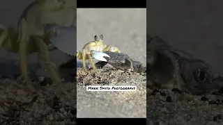 Greedy crab steals defenseless hatching sea turtle from its nest and runs!! #wildlife #turtle