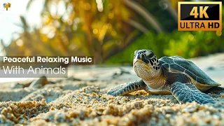 Peaceful Relaxing Music With Animals Footage 4K Ultra HD