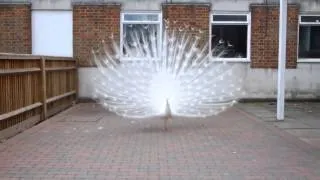 Beautiful peacock White tail fully Open