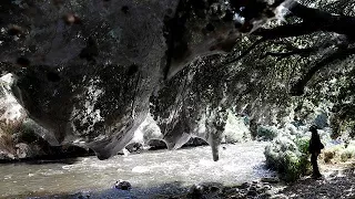 Watch: spiders weave giant webs in forest near Jerusalem