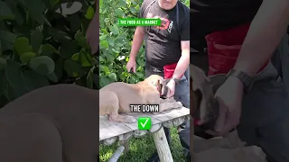 Get Your Puppy to Down Like a PRO