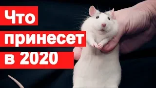 Каким будет 2020 год Белой Металлической Крысы ! Високосный год и перемены