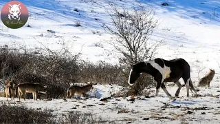 Horse Mother Who Lost Her Baby Adopts 6 Wolves As Her Own!