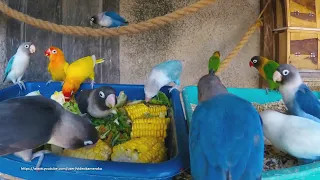 Lovebirds Meal Time - Healthy Food For Birds