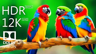 12K HDR 60FPS Dolby Vision Video of the Most Beautiful Birds With Birds Sound and Relaxing Music