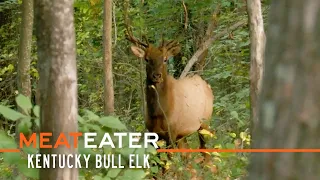 Boone & Bugles: Kentucky Bull Elk | S4E10 | MeatEater