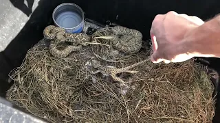 Feeding Mojave Rattlesnakes