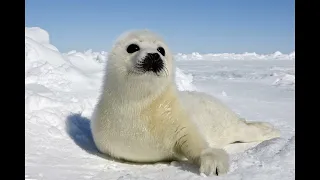 World Of Animals: Harp Seal