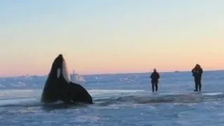 11 Desperate Orcas Trapped in Ice Make Dramatic Escape