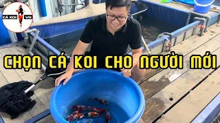 Chọn Cá Koi Nhật Đẹp Cho Khách Hàng Phú Quốc P12