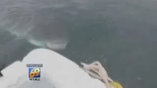 Great white shark encounter off the coast of New Jersey