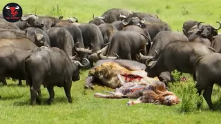 100 ANGRY BUFFALO KILLS LION ► Lion Was Tortured To Death When He Fell Into The Siege Of 100 Buffalo