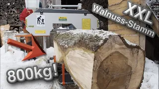 Zu groß für mein Sägewerk?! /XXL Walnuss-Stamm sägen