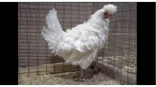 Annaberger Haubenstrupphuhn weiß, National German Poultry Show 2014