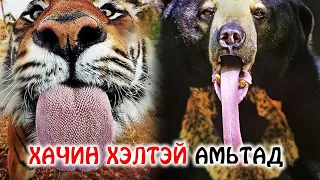 Хамгийн аюултай, хачин хэлтэй амьтад 👅