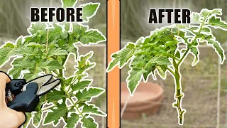 How Do You PRUNE TOMATO PLANTS: Removing Leaves And Suckers From Tomato Plants THE RIGHT WAY!