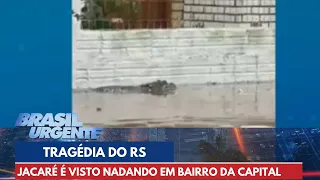 Tragédia do RS: Jacaré é visto nadando em bairro de Porto Alegre | Brasil Urgente