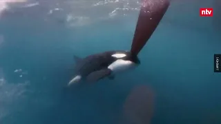 Schiffbrüchige gerettet - Orcas versenken Segeljacht | ntv