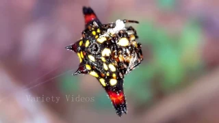 Amazing Yellow Fleck Spider