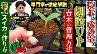 【極上スイカ栽培】接木の準備 #03（専門家が教える台木管理の秘訣）｜接木の成功率が劇的にUP！！