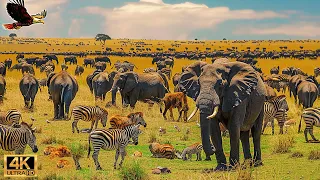 4K African Wildlife: The World's Greatest Migration from Tanzania to Kenya With Real Sounds #33