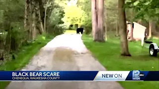 VIDEO: Black bear of 'significant size' spotted in Waukesha County